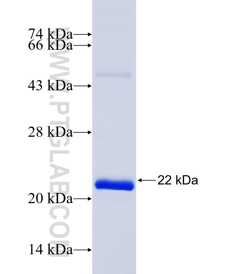 NOTCH4 fusion protein Ag36404 SDS-PAGE