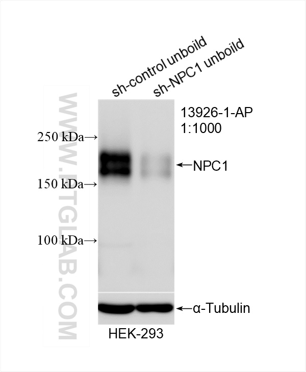 WB analysis of HEK-293 using 13926-1-AP