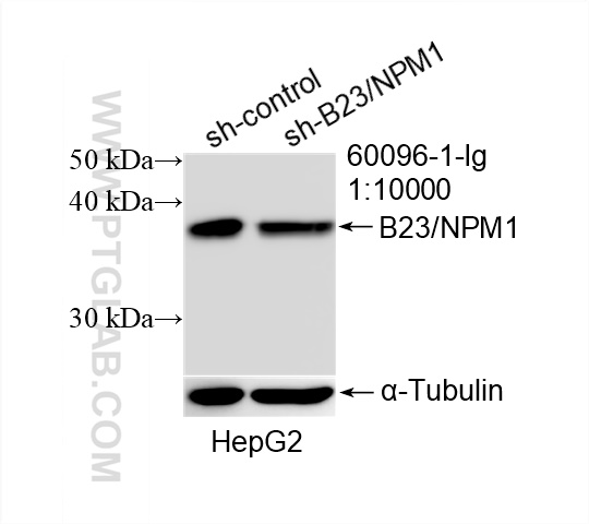 WB analysis of HepG2 using 60096-1-Ig