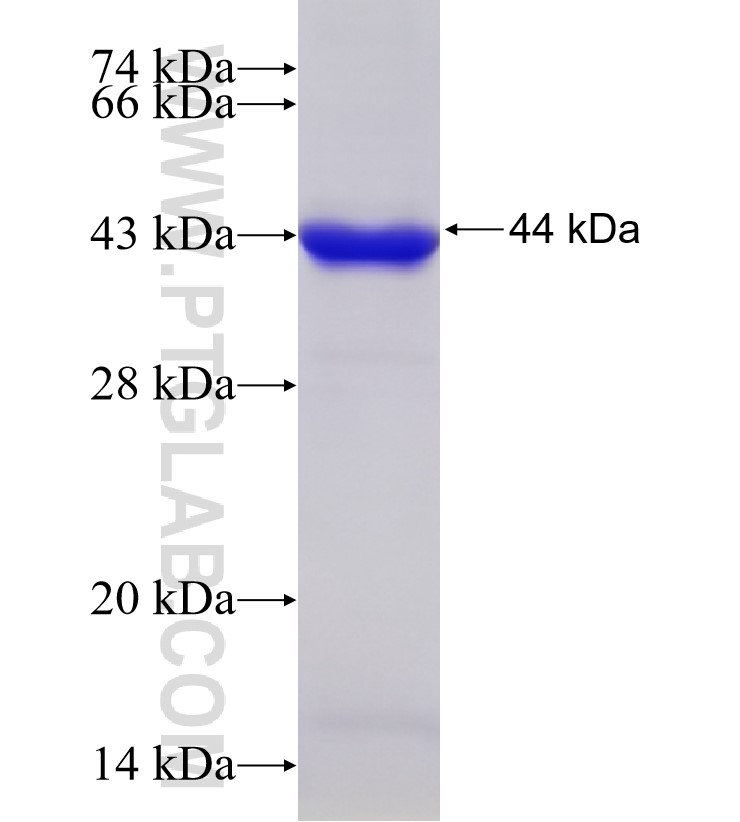 NPTX2 fusion protein Ag33808 SDS-PAGE