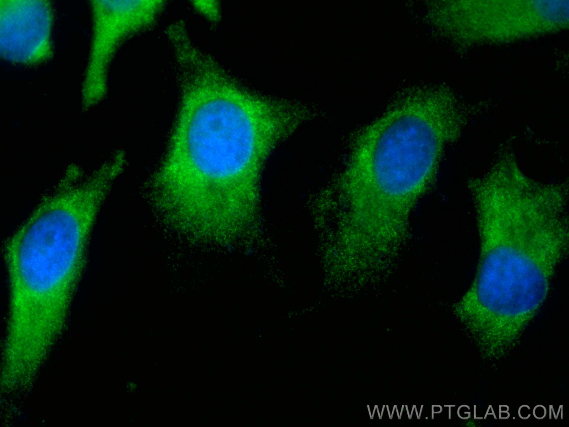 IF Staining of HeLa using CL488-15767