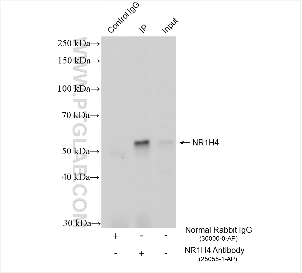 IP experiment of rat liver using 25055-1-AP