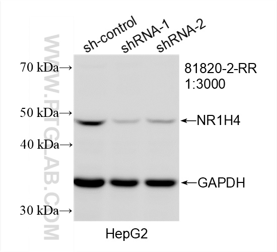 WB analysis of HepG2 using 81820-2-RR