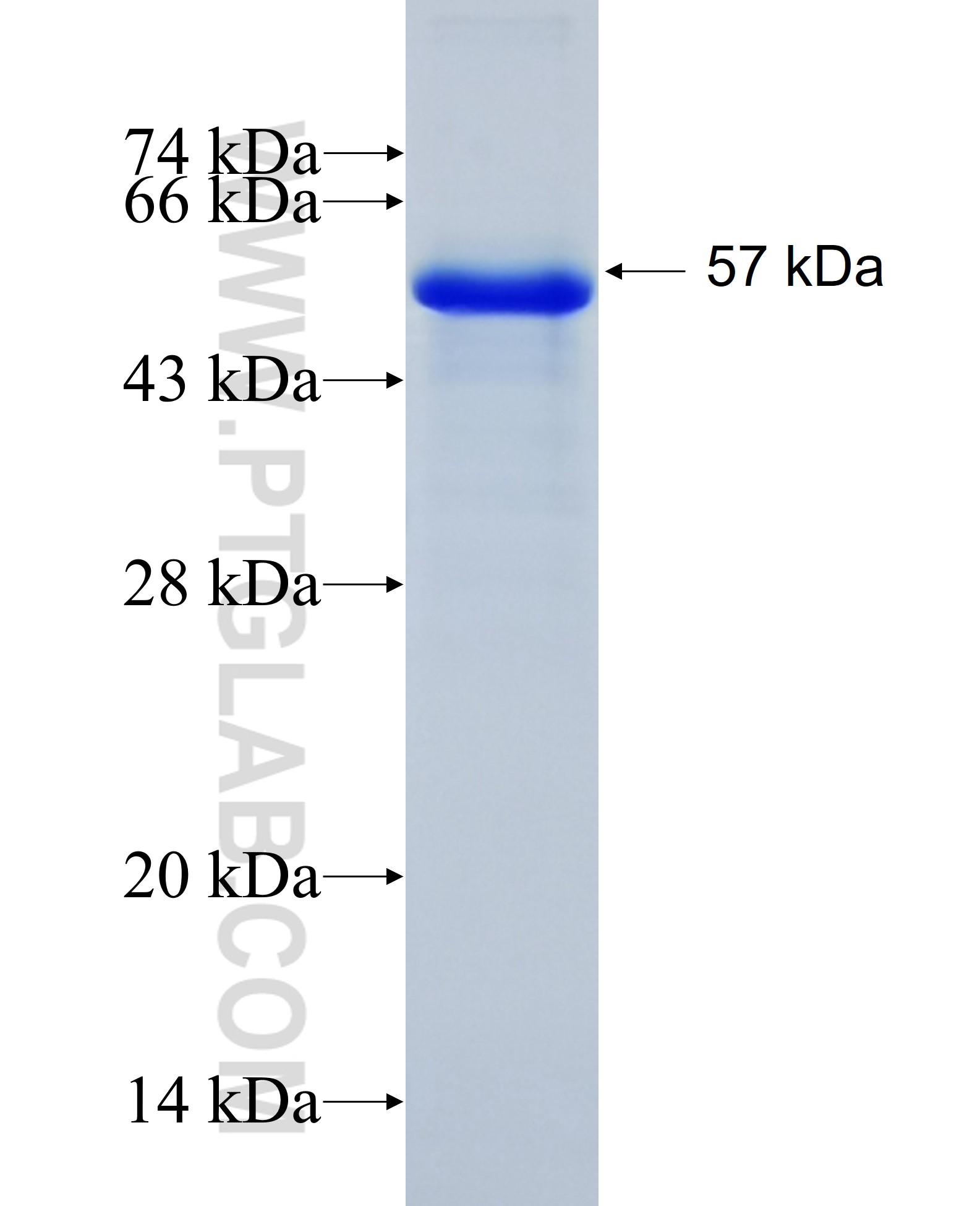 NR2F2 fusion protein Ag22490 SDS-PAGE