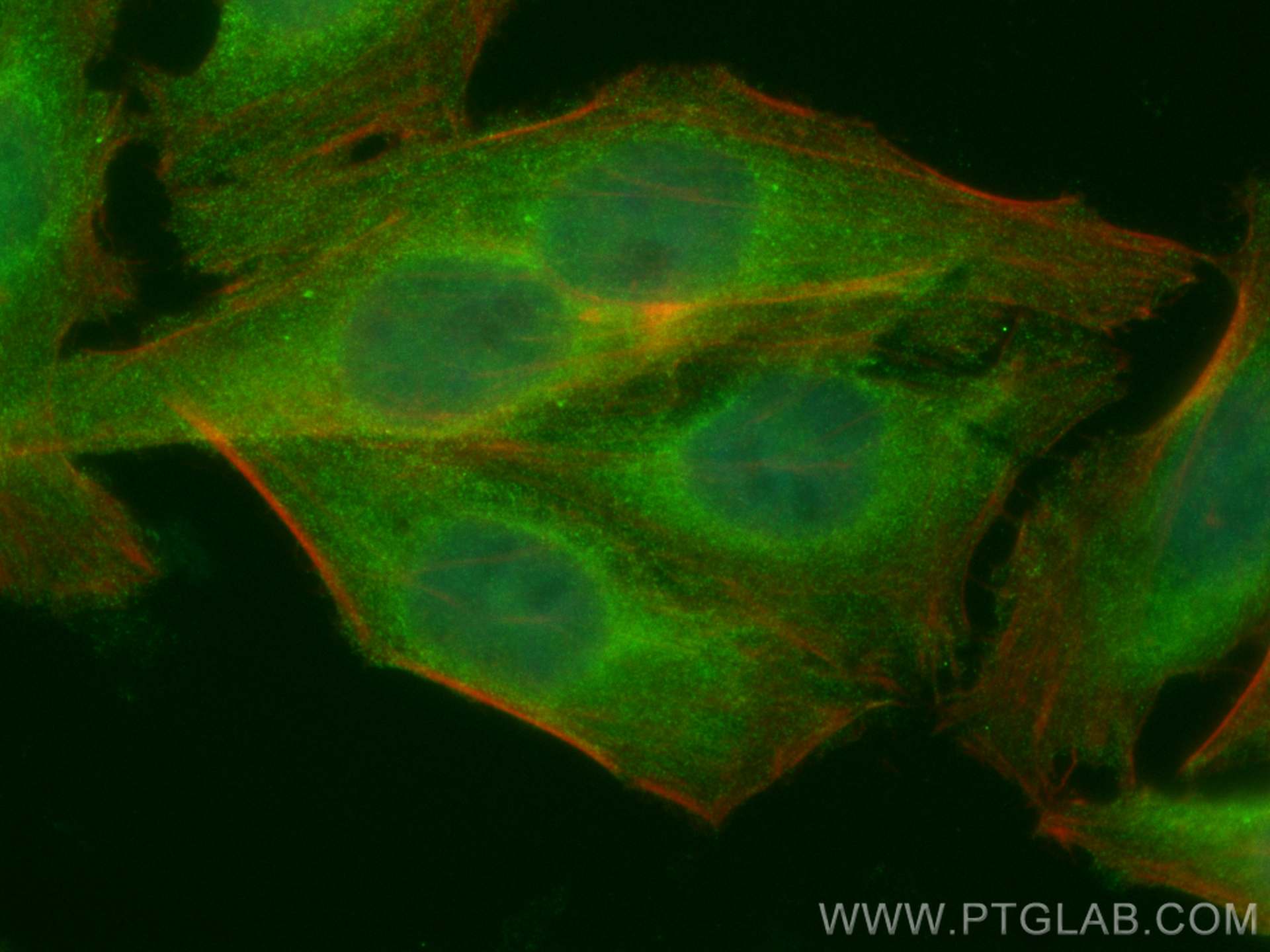 IF Staining of HepG2 using CL488-21854