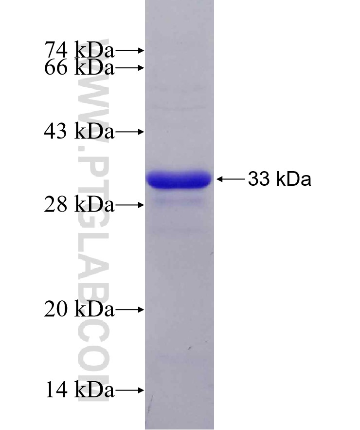 NR4A1 fusion protein Ag29513 SDS-PAGE