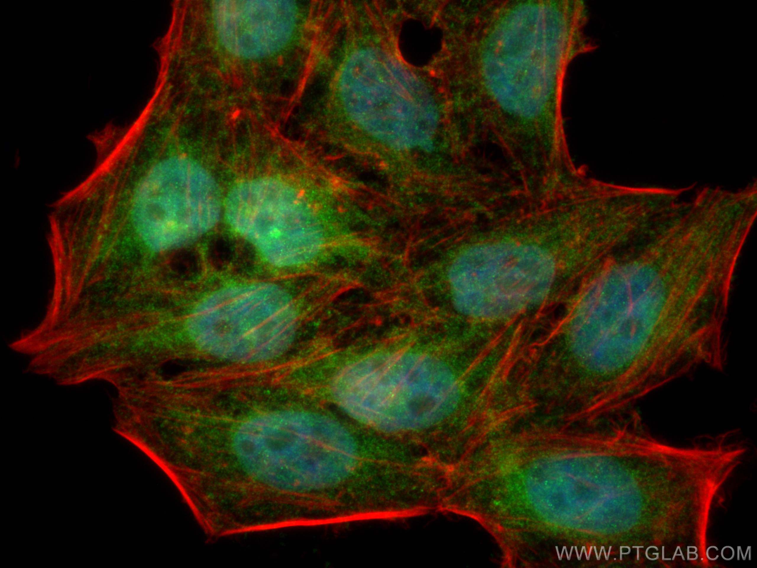 IF Staining of HepG2 using 24858-1-AP