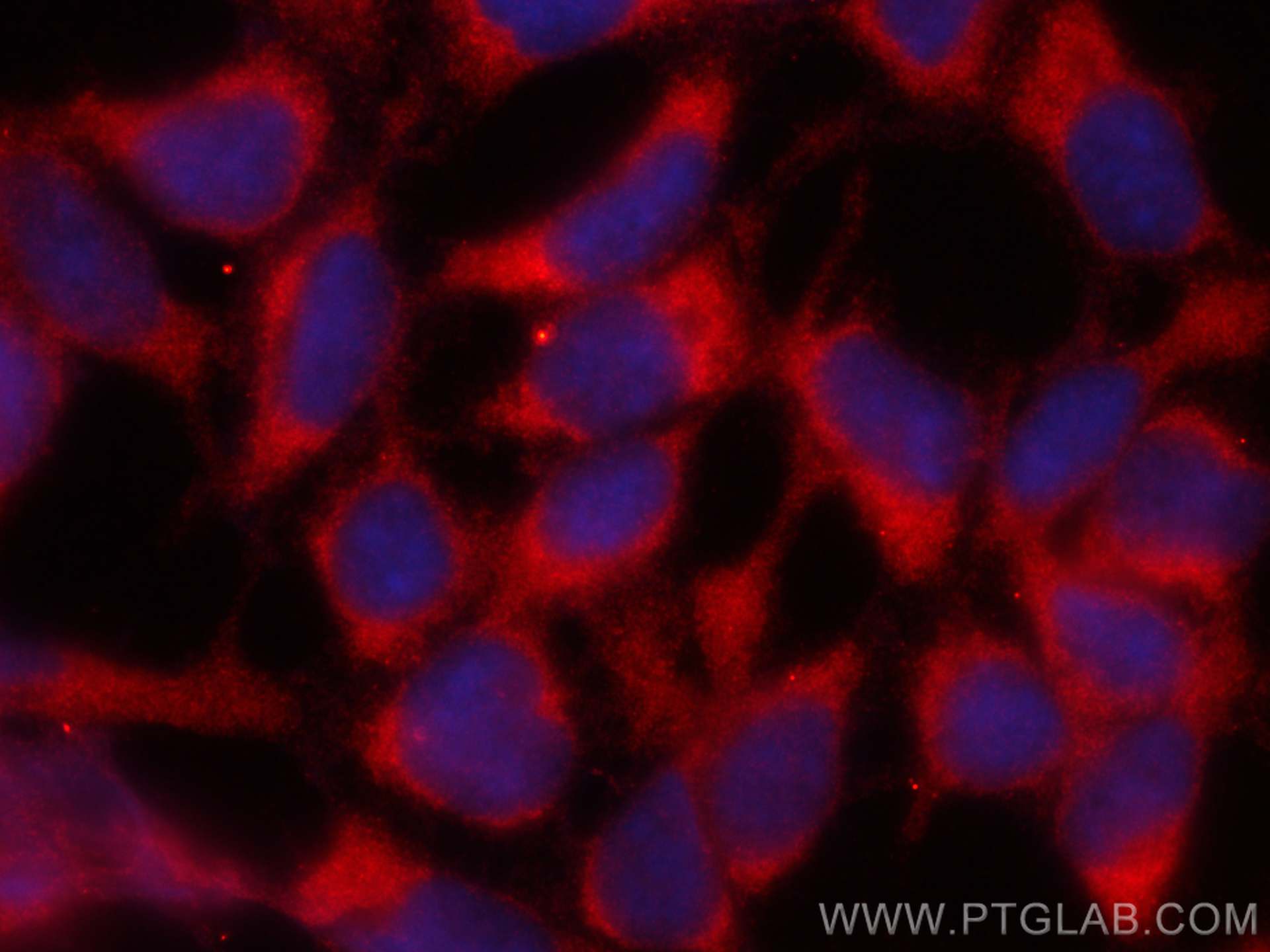 IF Staining of HEK-293 using CL594-66687