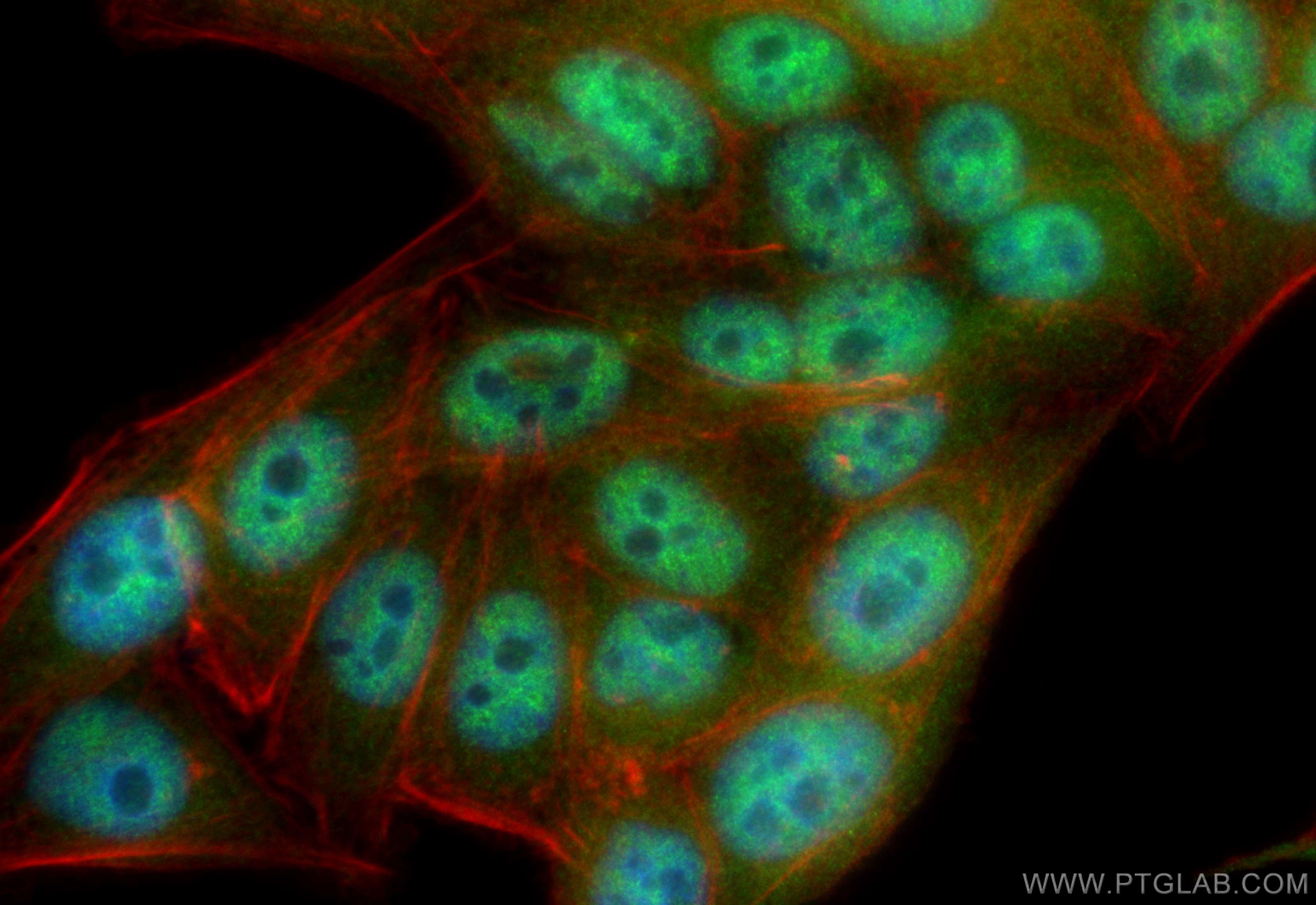 NRF1/nuclear respiratory factor 1