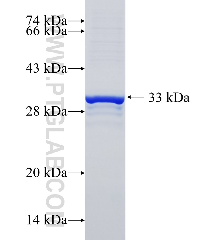 NRG1 fusion protein Ag35188 SDS-PAGE