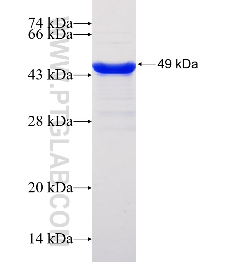 NRXN2 fusion protein Ag32646 SDS-PAGE