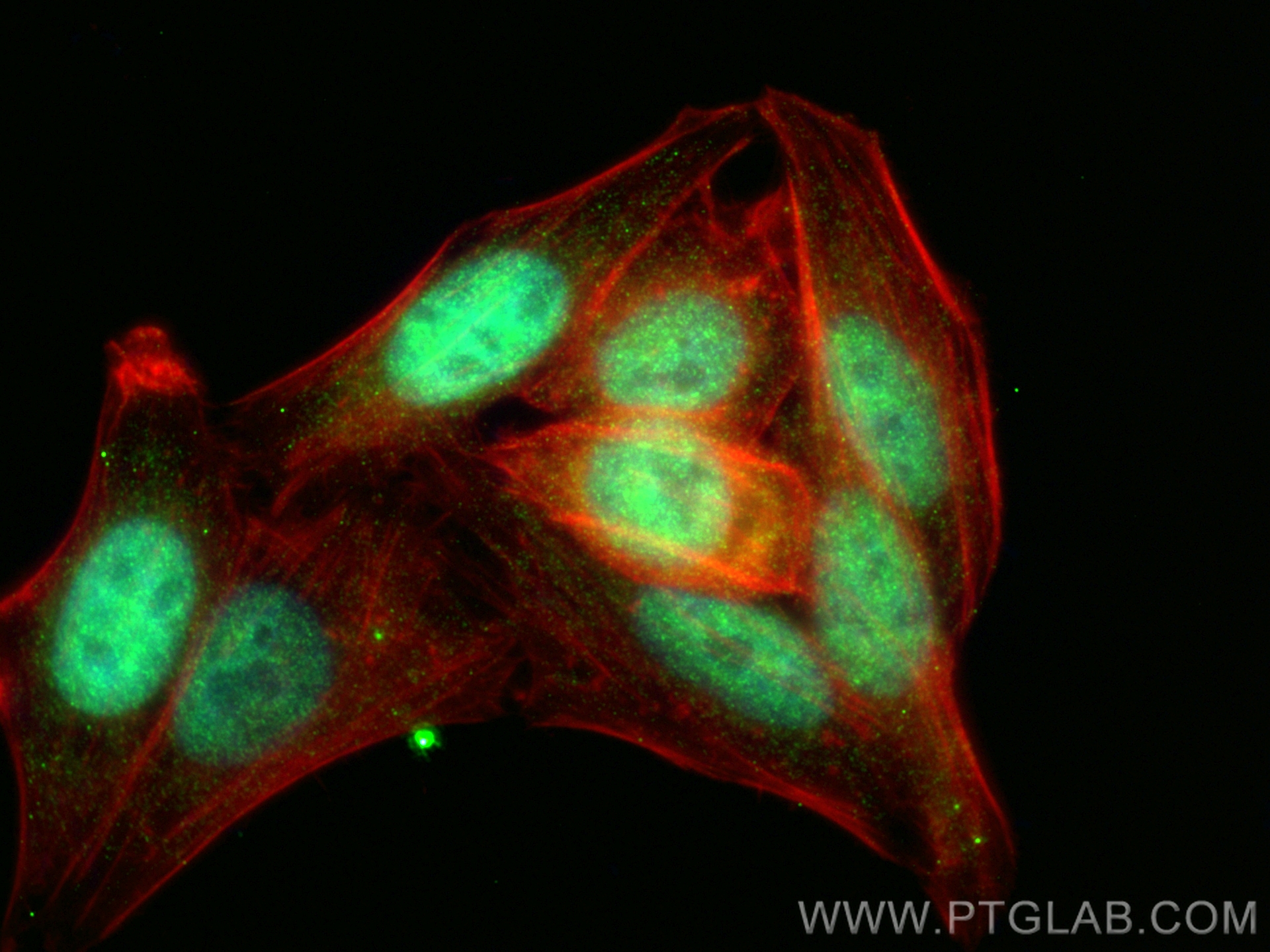 IF Staining of HepG2 using 23955-1-AP