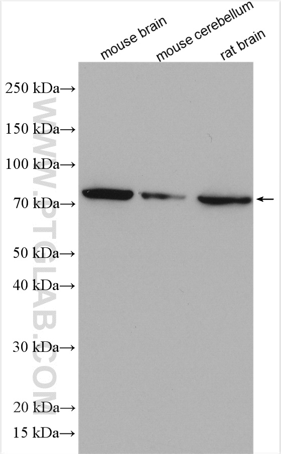 WB analysis using 28837-1-AP