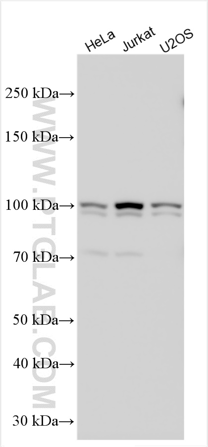 WB analysis using 19407-1-AP