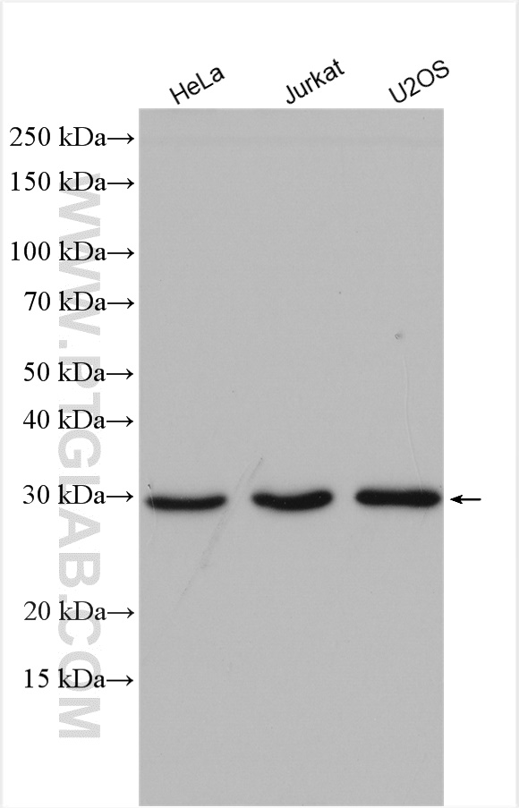 WB analysis using 13627-1-AP