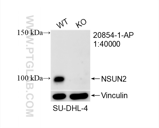 WB analysis of SU-DHL-4 using 20854-1-AP