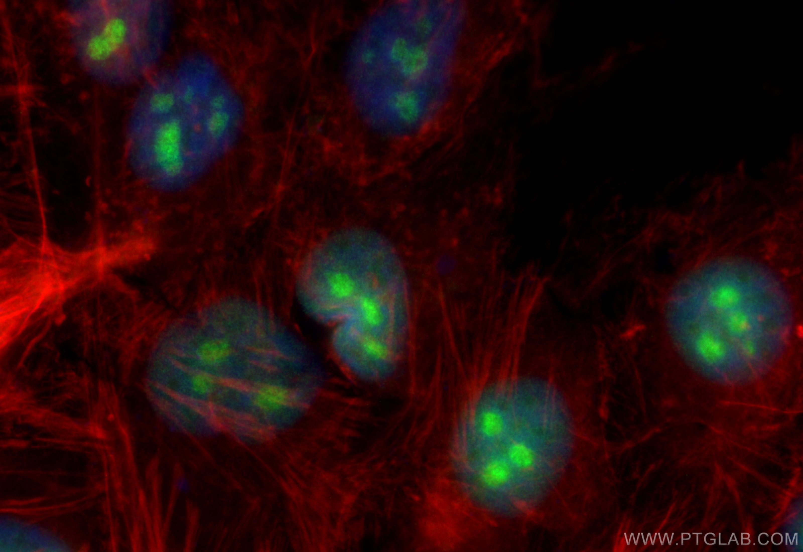 IF Staining of HeLa using CL488-82894-2