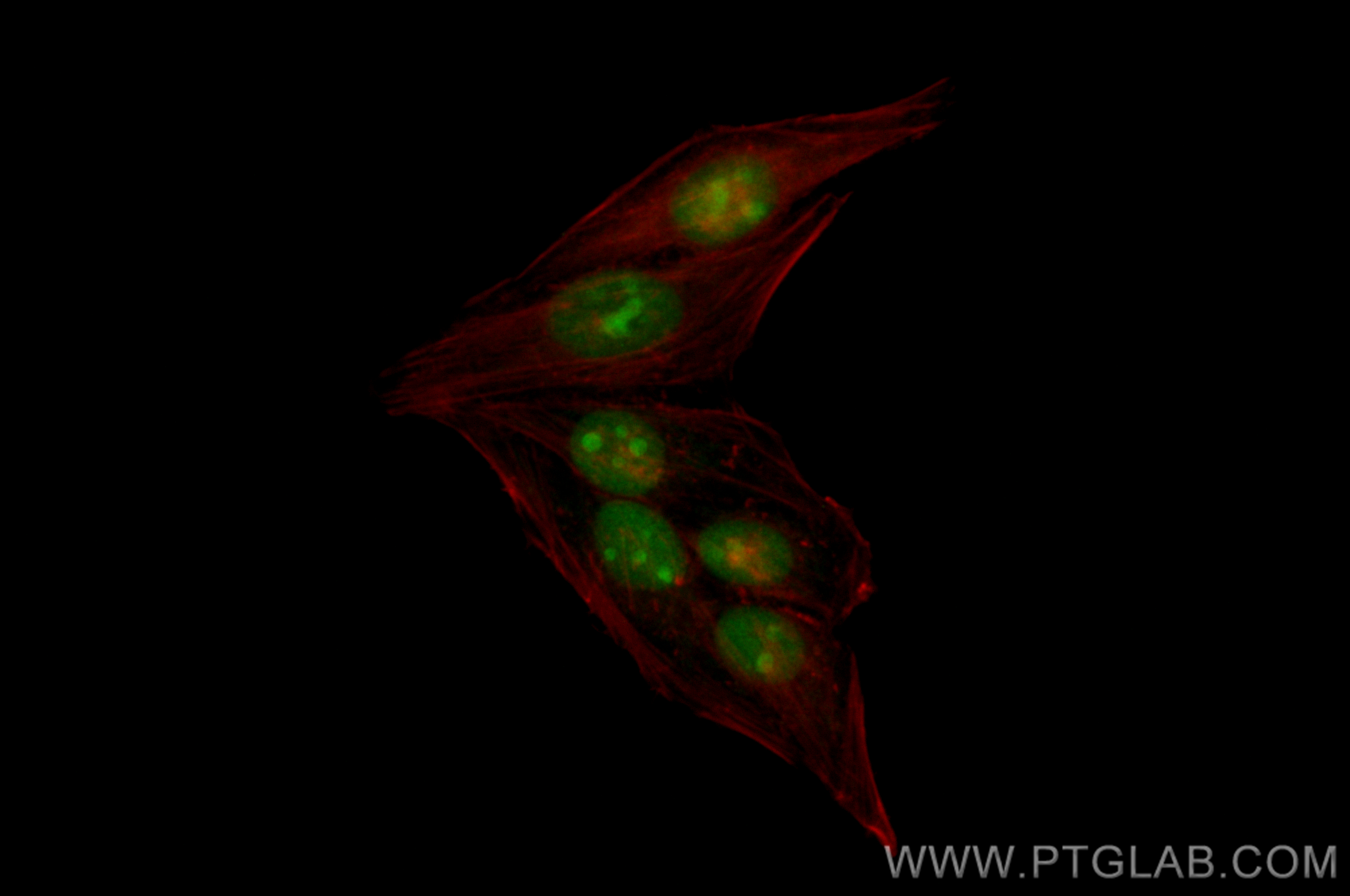 IF Staining of HepG2 using CL488-82894-7