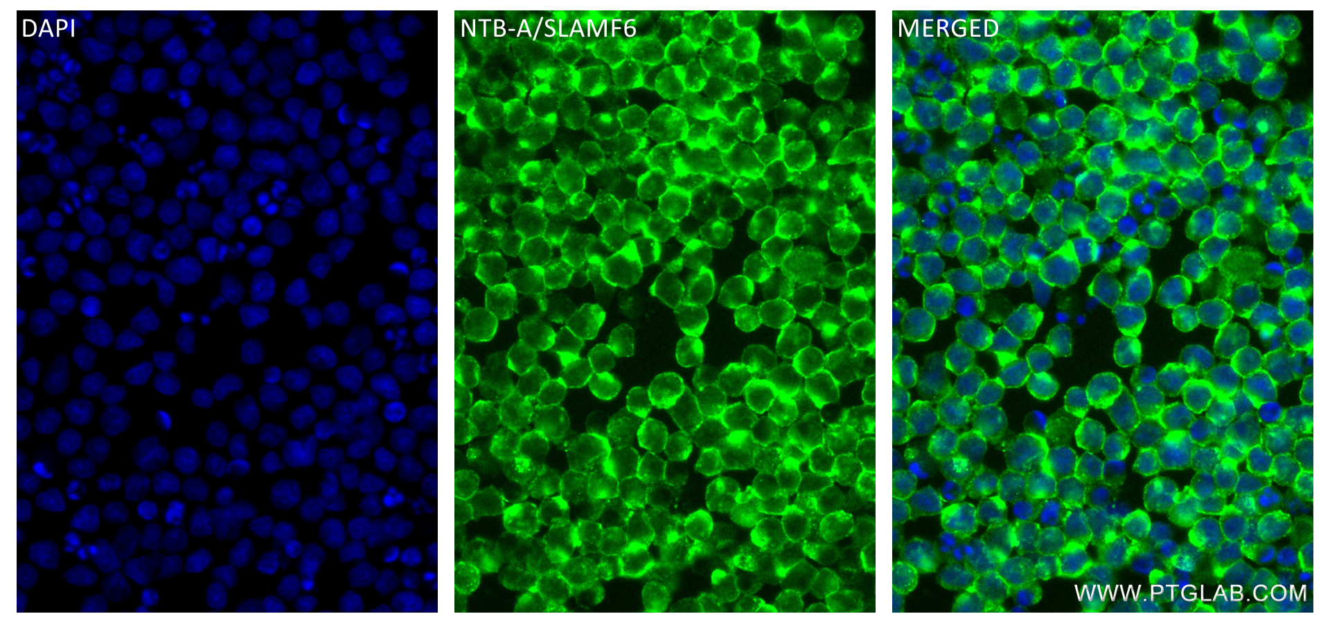 IF Staining of Ramos using 84211-4-RR