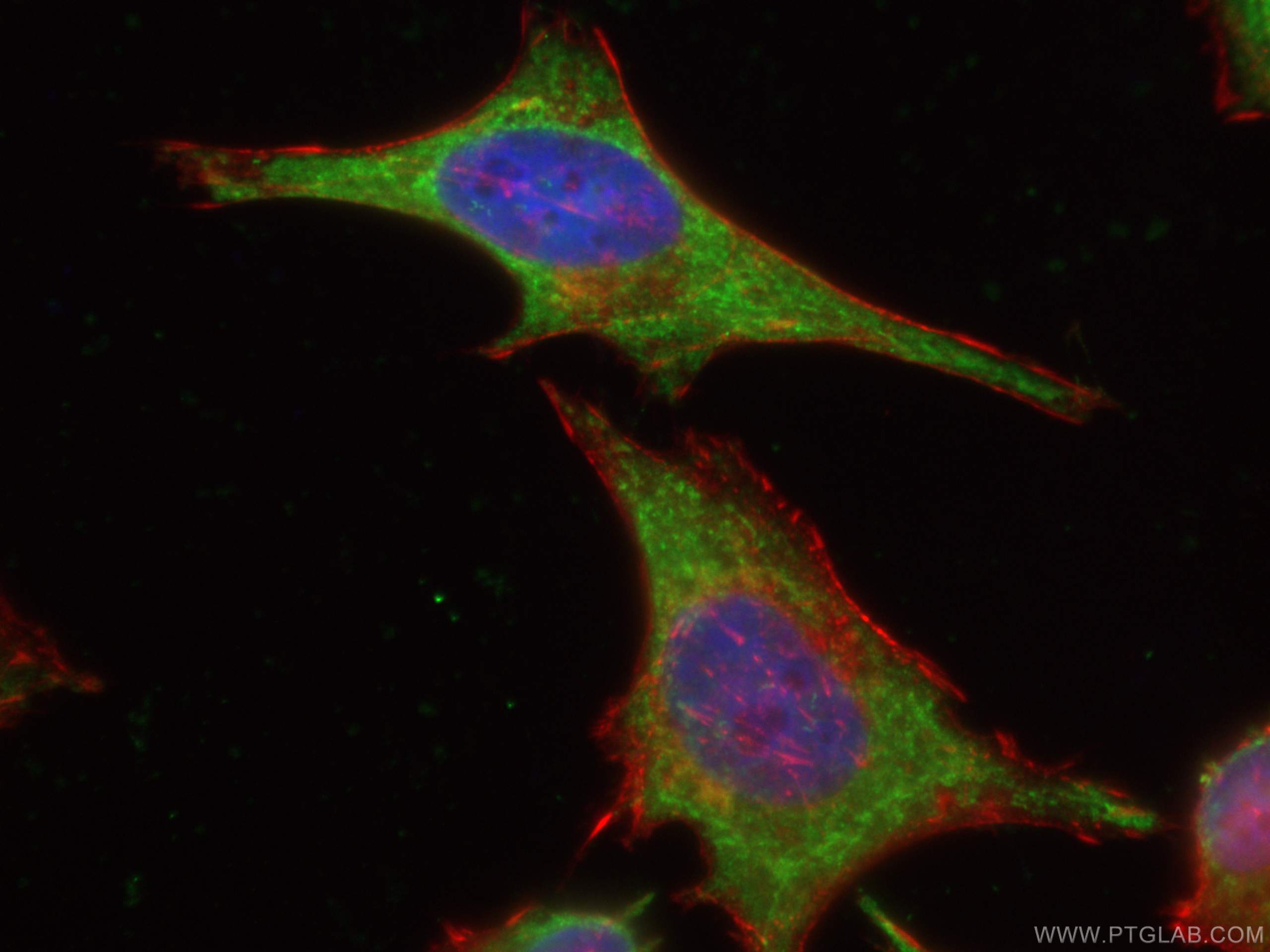 IF Staining of HeLa using CL488-66063