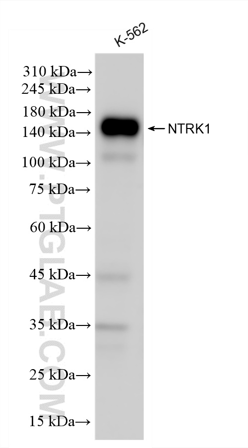 WB analysis of K-562 using 83477-7-RR