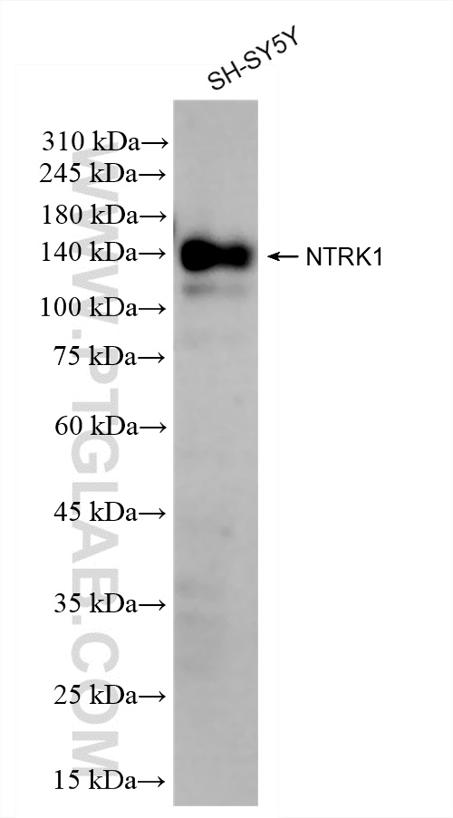 WB analysis of SH-SY5Y using 83477-7-RR