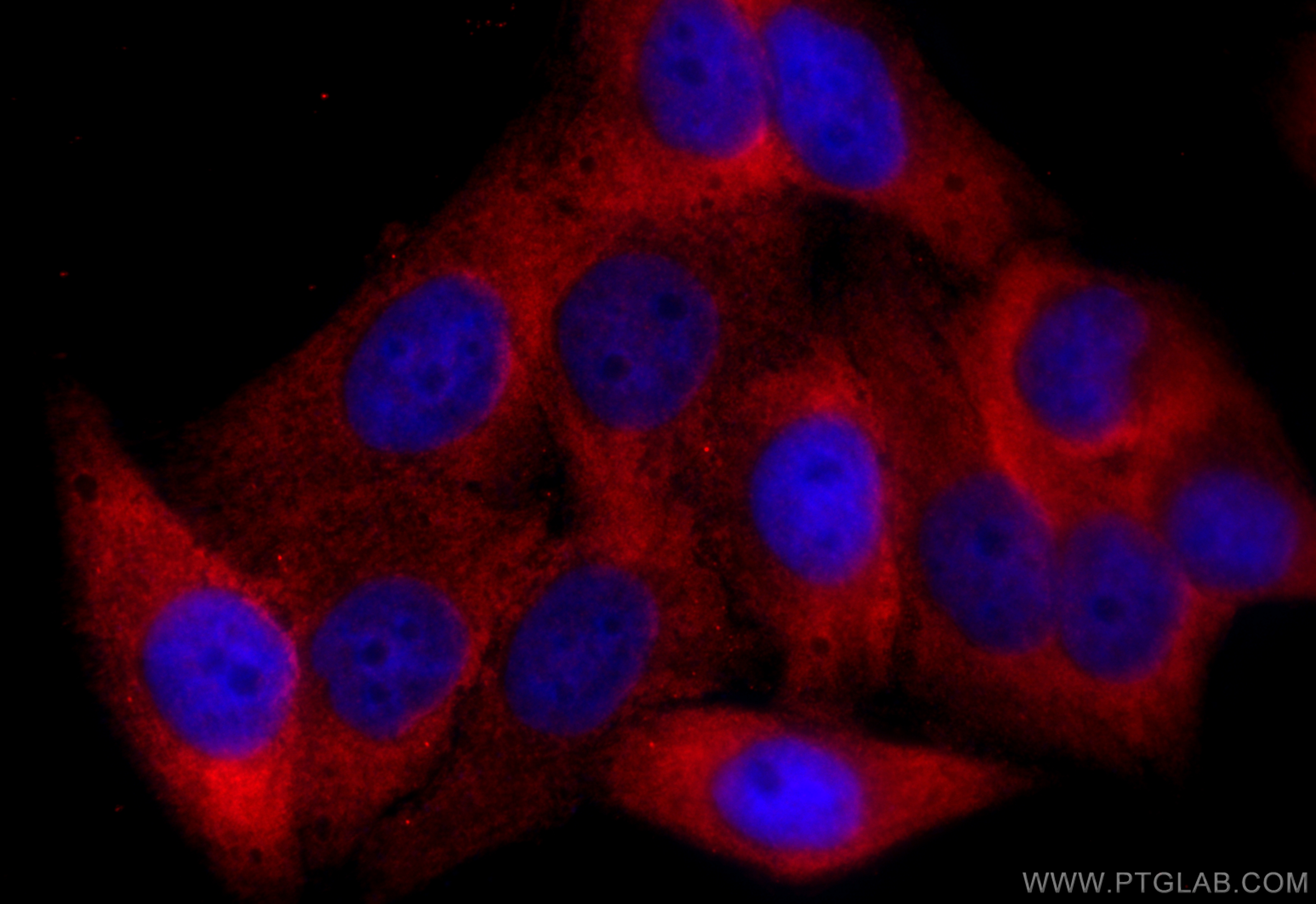 IF Staining of HepG2 using 83917-5-RR