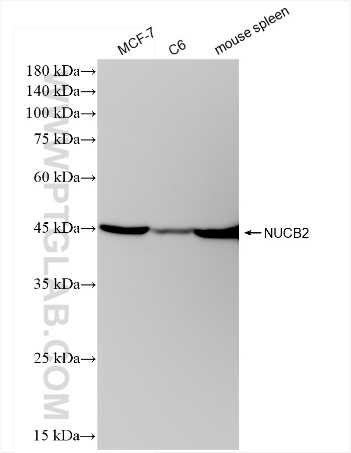 WB analysis using 83917-2-RR (same clone as 83917-2-PBS)