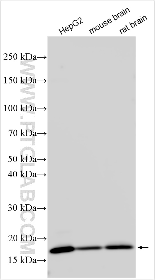 WB analysis using 21205-1-AP