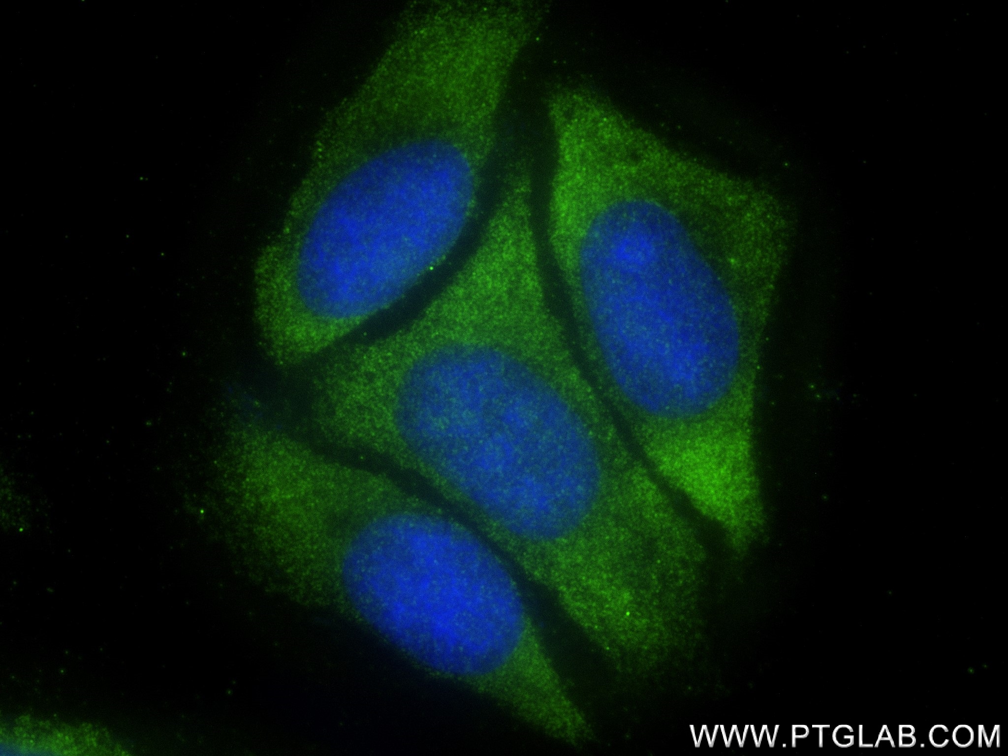 IF Staining of HepG2 using 83217-5-RR (same clone as 83217-5-PBS)