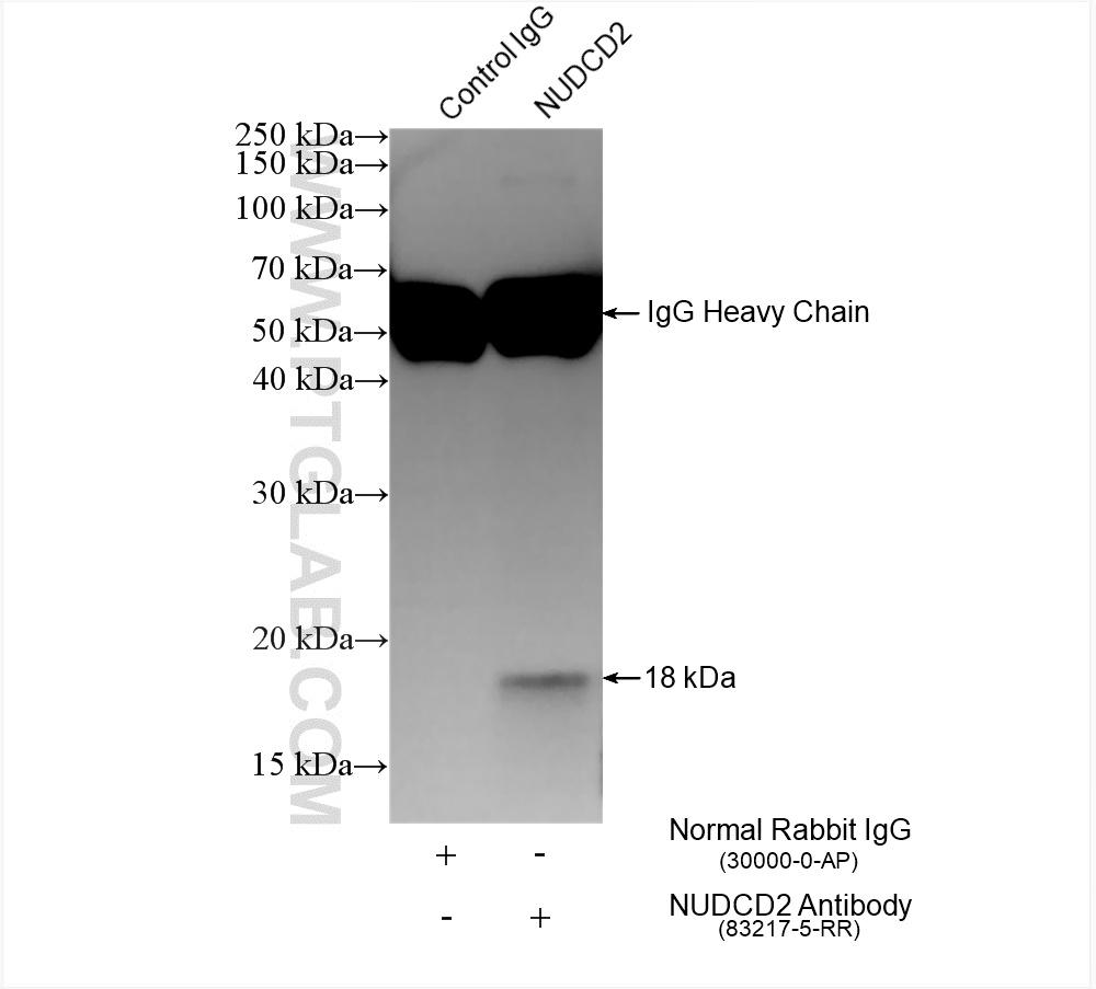 IP experiment of HepG2 using 83217-5-RR (same clone as 83217-5-PBS)