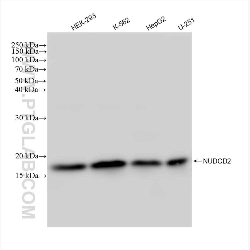 WB analysis using 83217-5-RR (same clone as 83217-5-PBS)