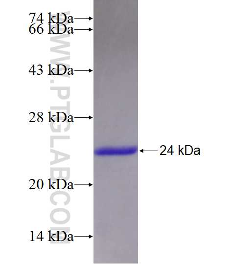 NUDT11 fusion protein Ag28694 SDS-PAGE