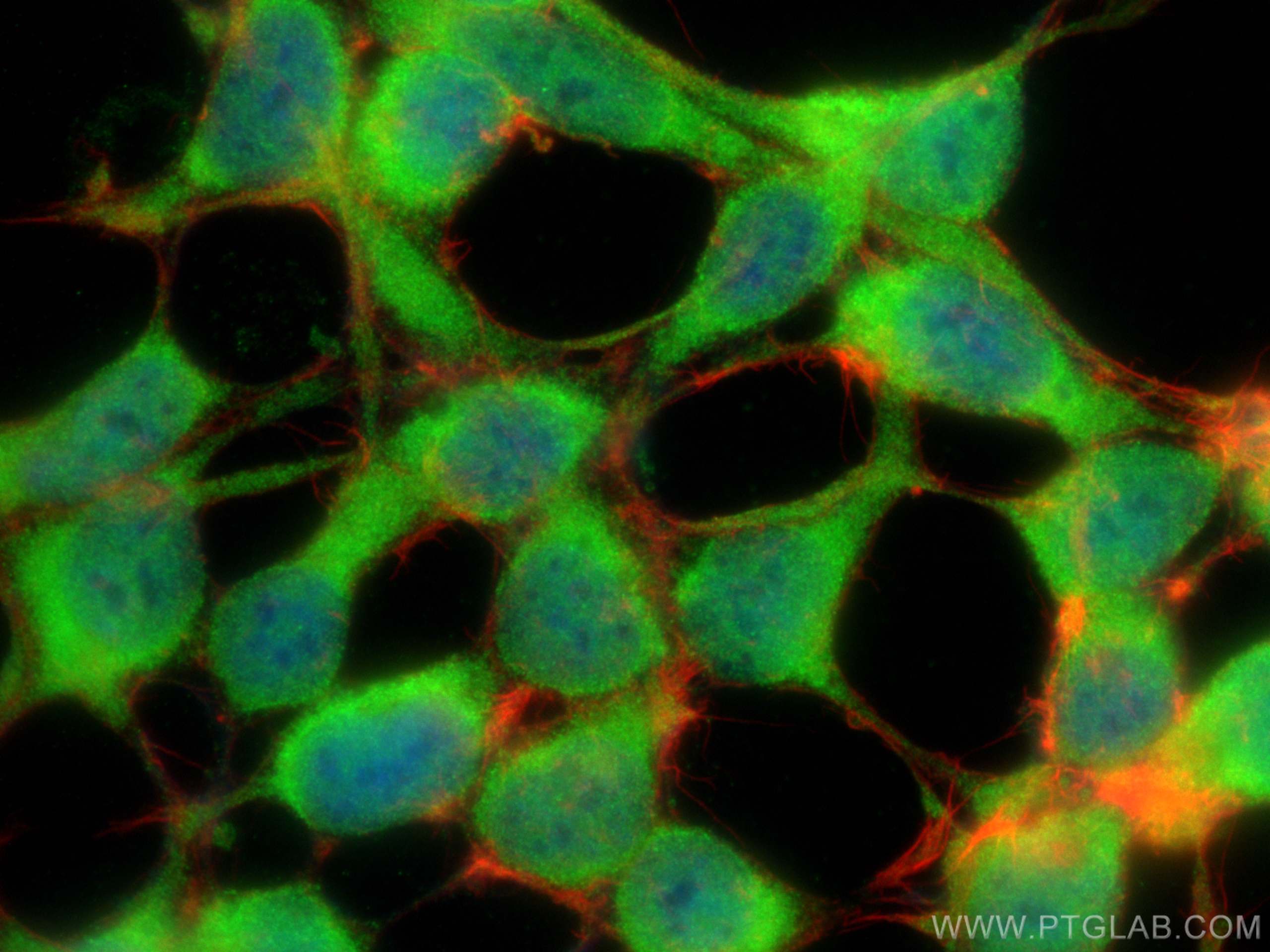 IF Staining of HEK-293 using 12889-1-AP