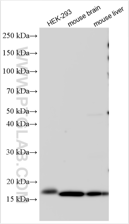 WB analysis using 10484-1-AP