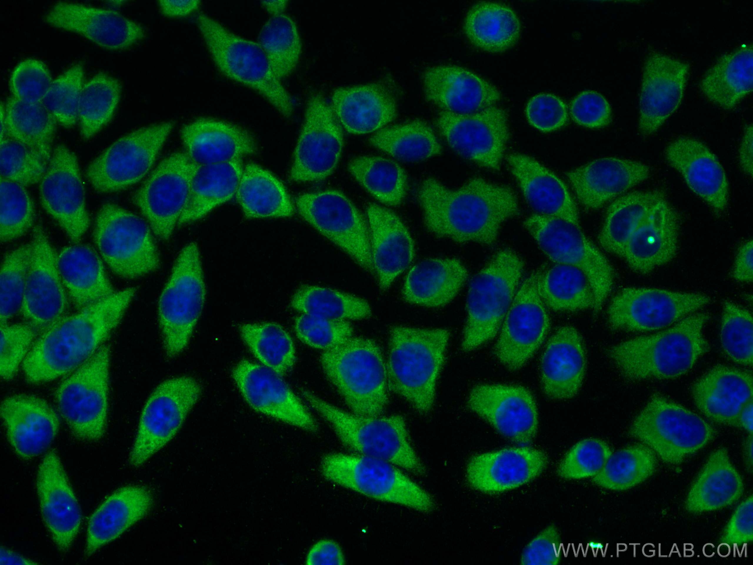 IF Staining of L02 using 17752-1-AP