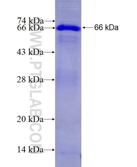 NUFIP2 fusion protein Ag27597 SDS-PAGE