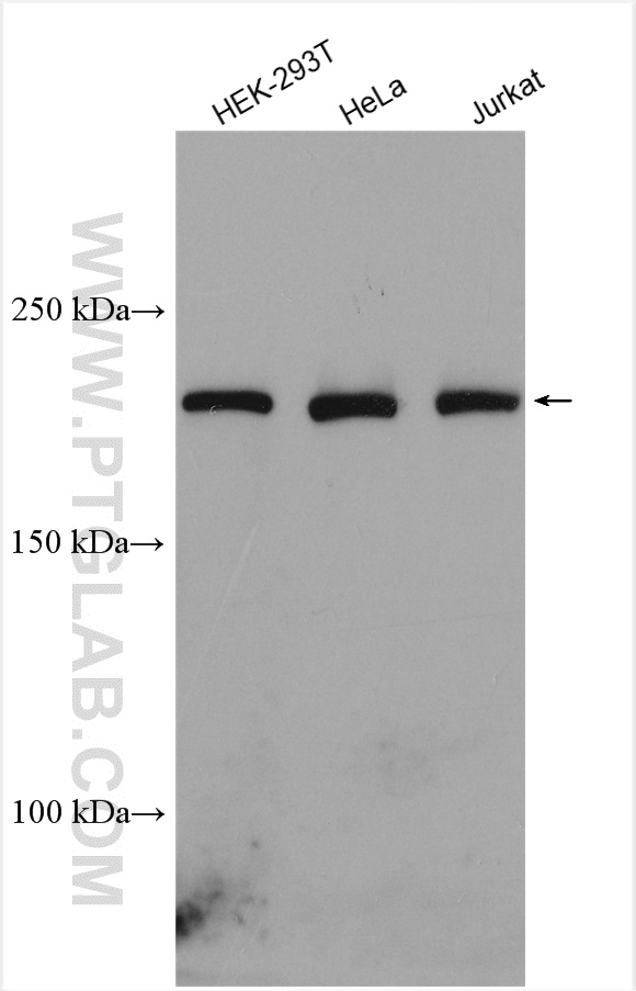 WB analysis using 24439-1-AP