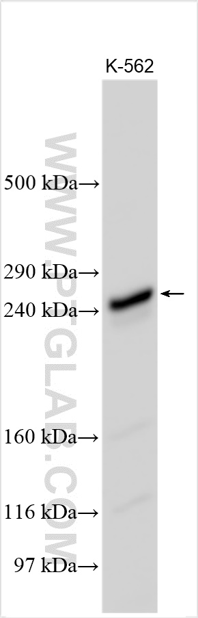 WB analysis using 24113-1-AP