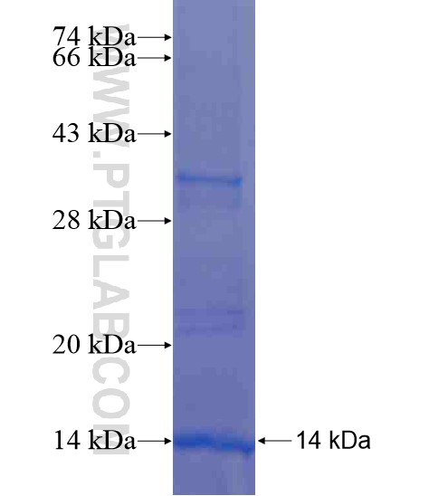 NUP62CL fusion protein Ag21107 SDS-PAGE