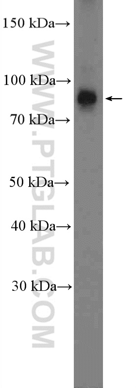 WB analysis of mouse testis using 13077-1-AP