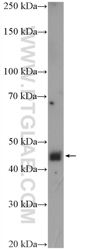 WB analysis of HEK-293 using 16587-1-AP