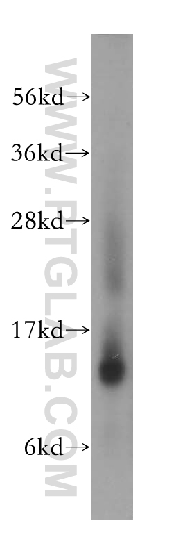 WB analysis of K-562 using 15538-1-AP