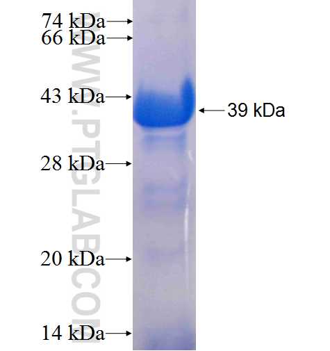 NXF1 fusion protein Ag24851 SDS-PAGE