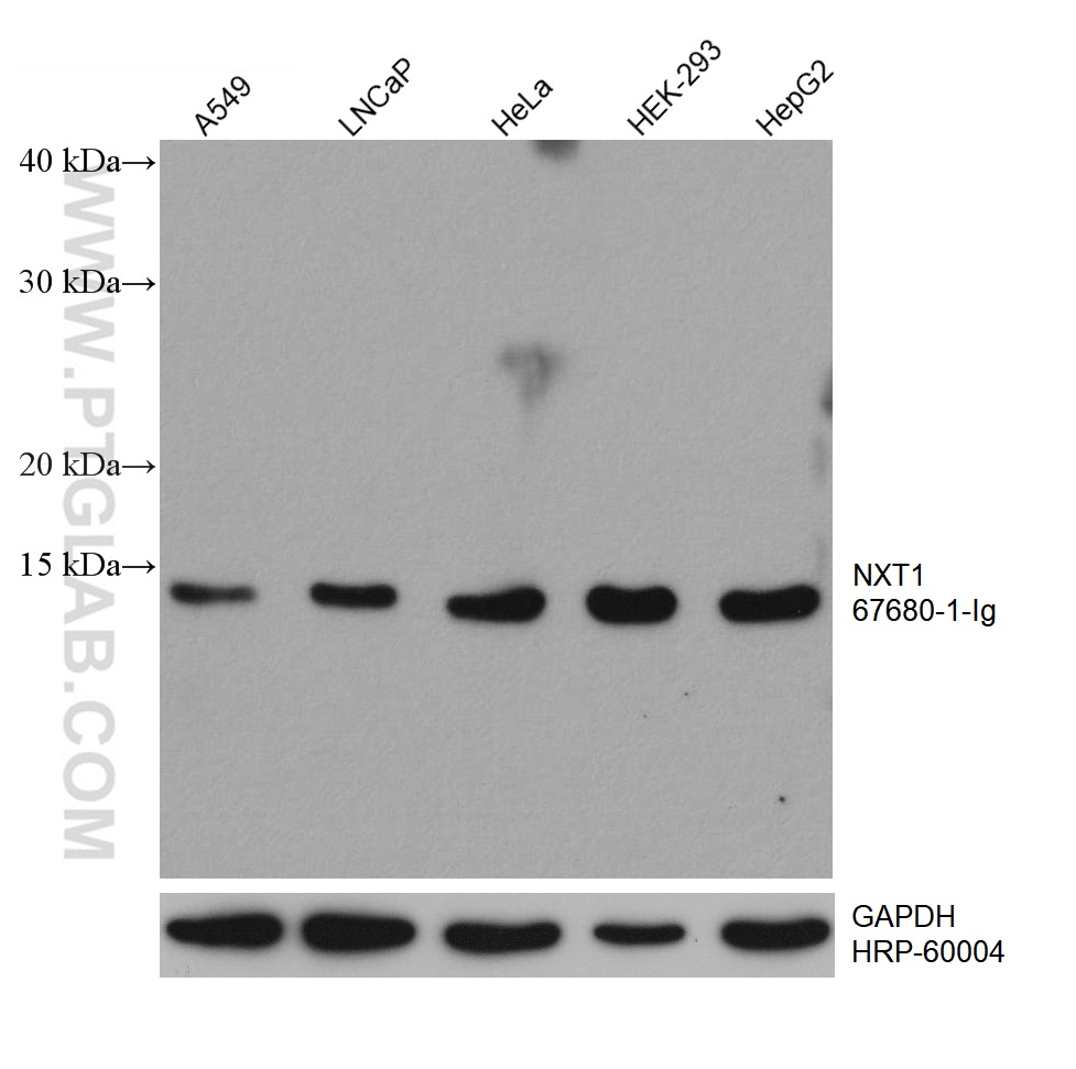 WB analysis using 67680-1-Ig