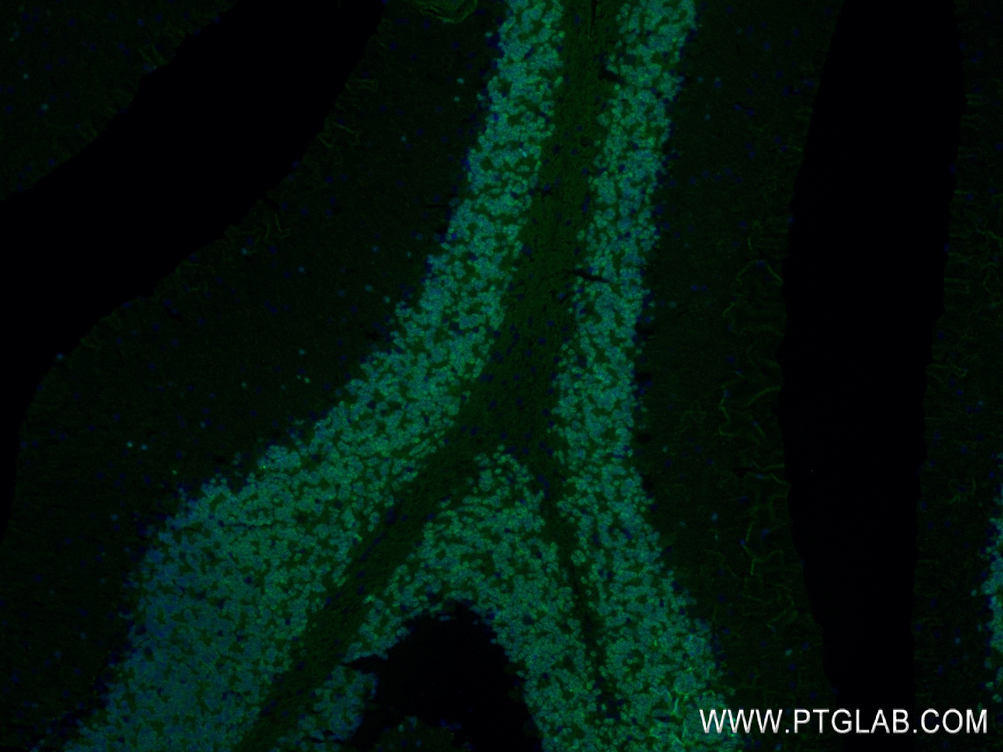 IF Staining of mouse cerebellum using 84401-4-RR (same clone as 84401-4-PBS)