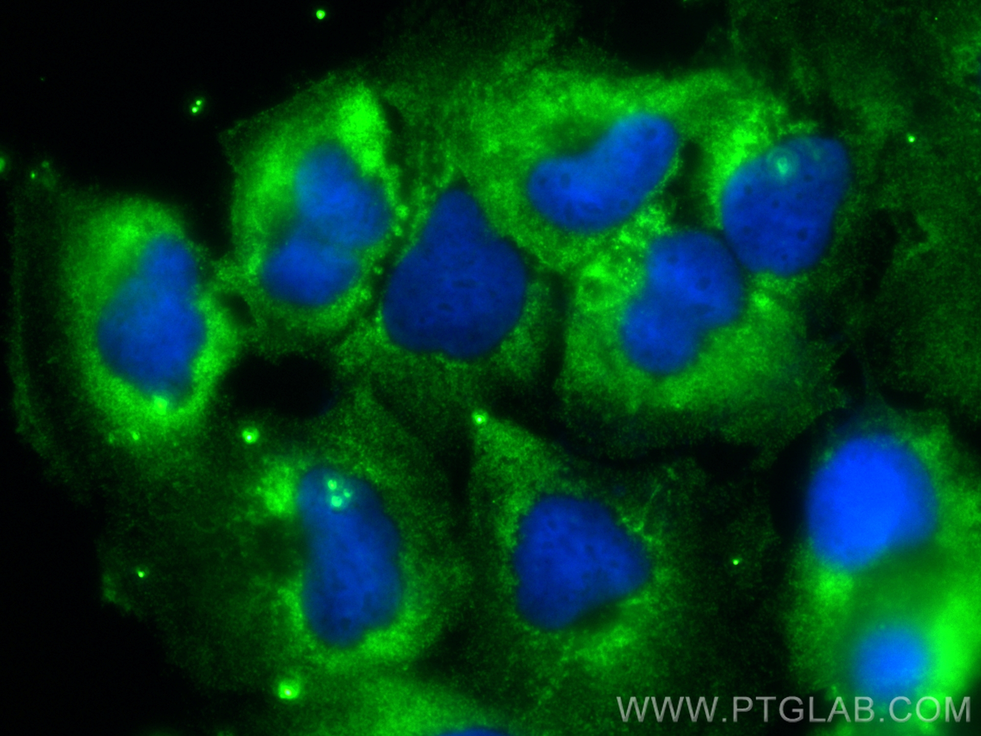 IF Staining of U-251 using CL488-66997