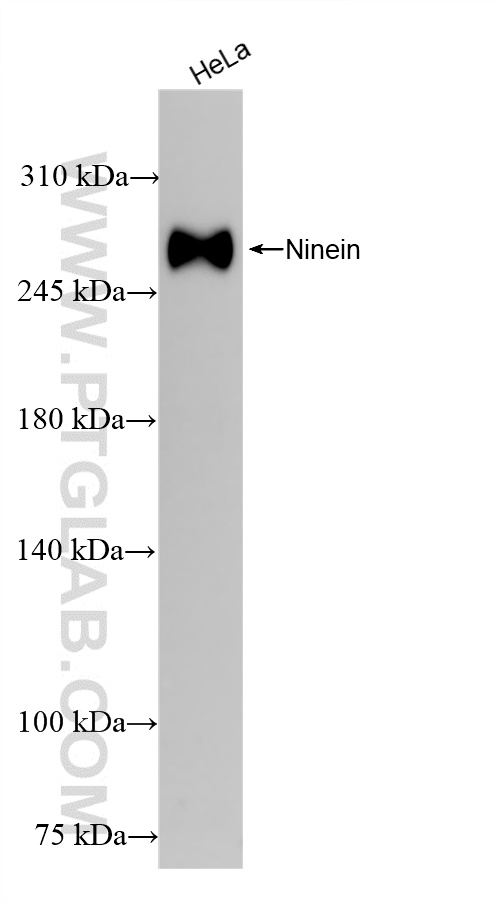 WB analysis of HeLa using 84937-1-RR (same clone as 84937-1-PBS)