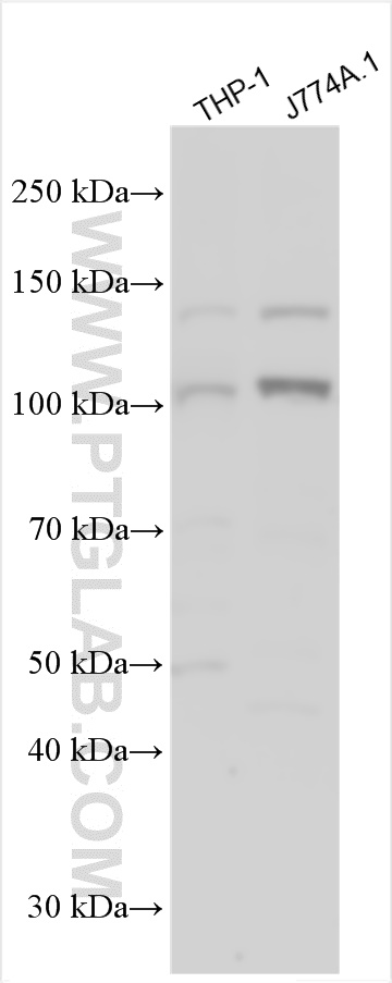 Nlrp3/NLRP3