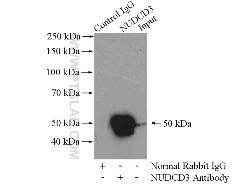 IP experiment of mouse brain using 11764-1-AP